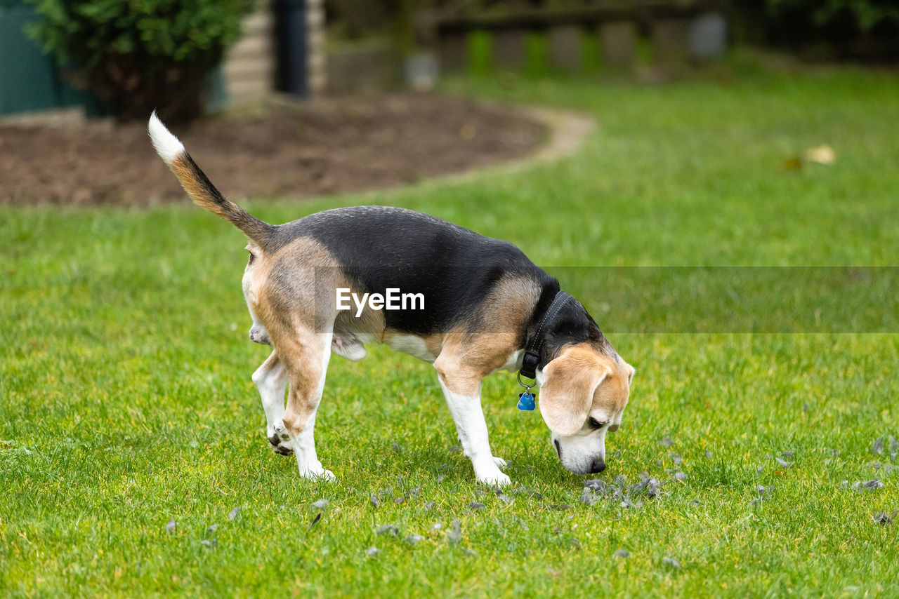 FULL LENGTH OF A DOG ON GRASSLAND