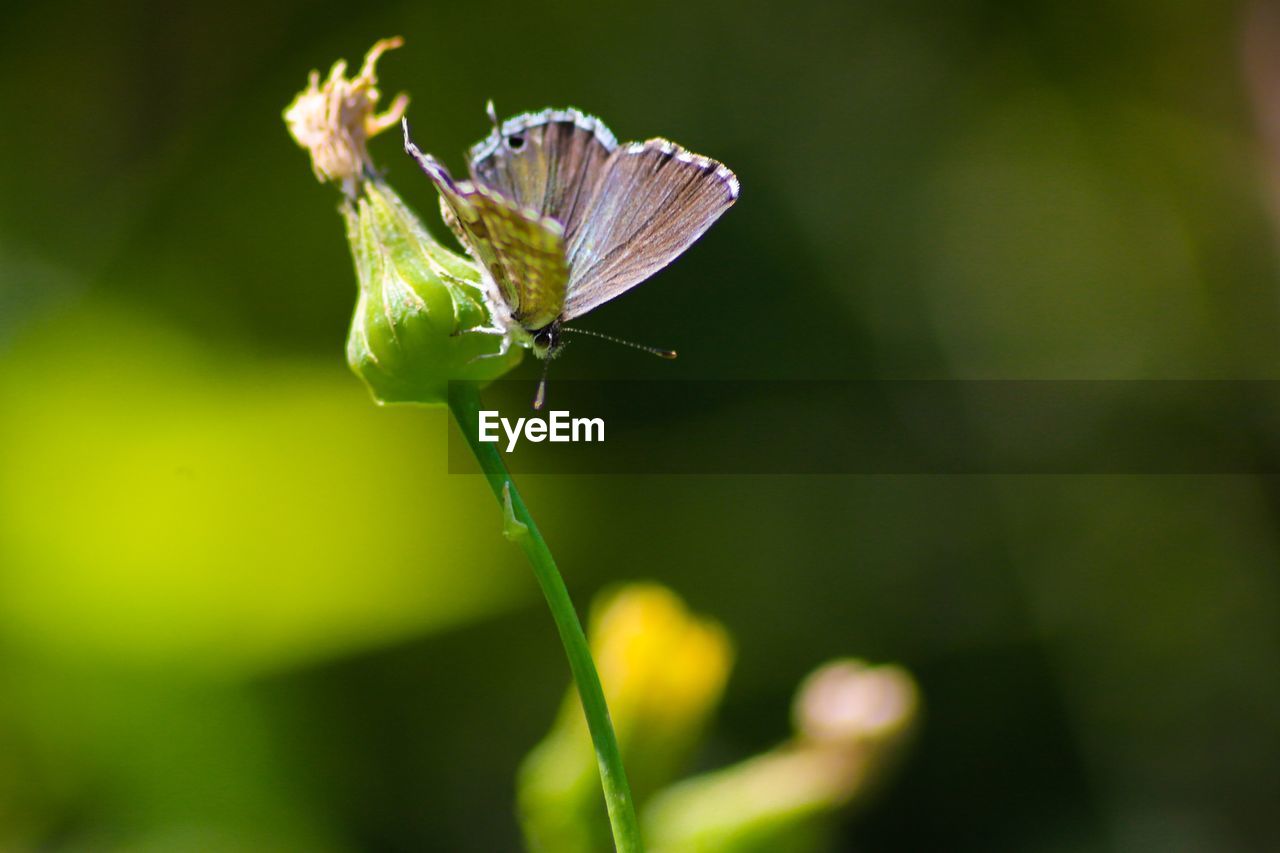 Close-up of butterfly pollinating on flower