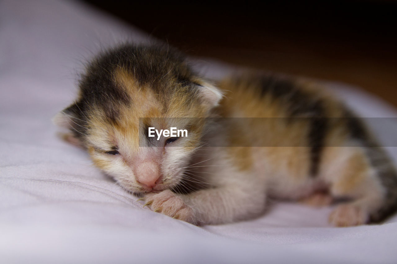 CLOSE-UP OF KITTENS SLEEPING ON BED