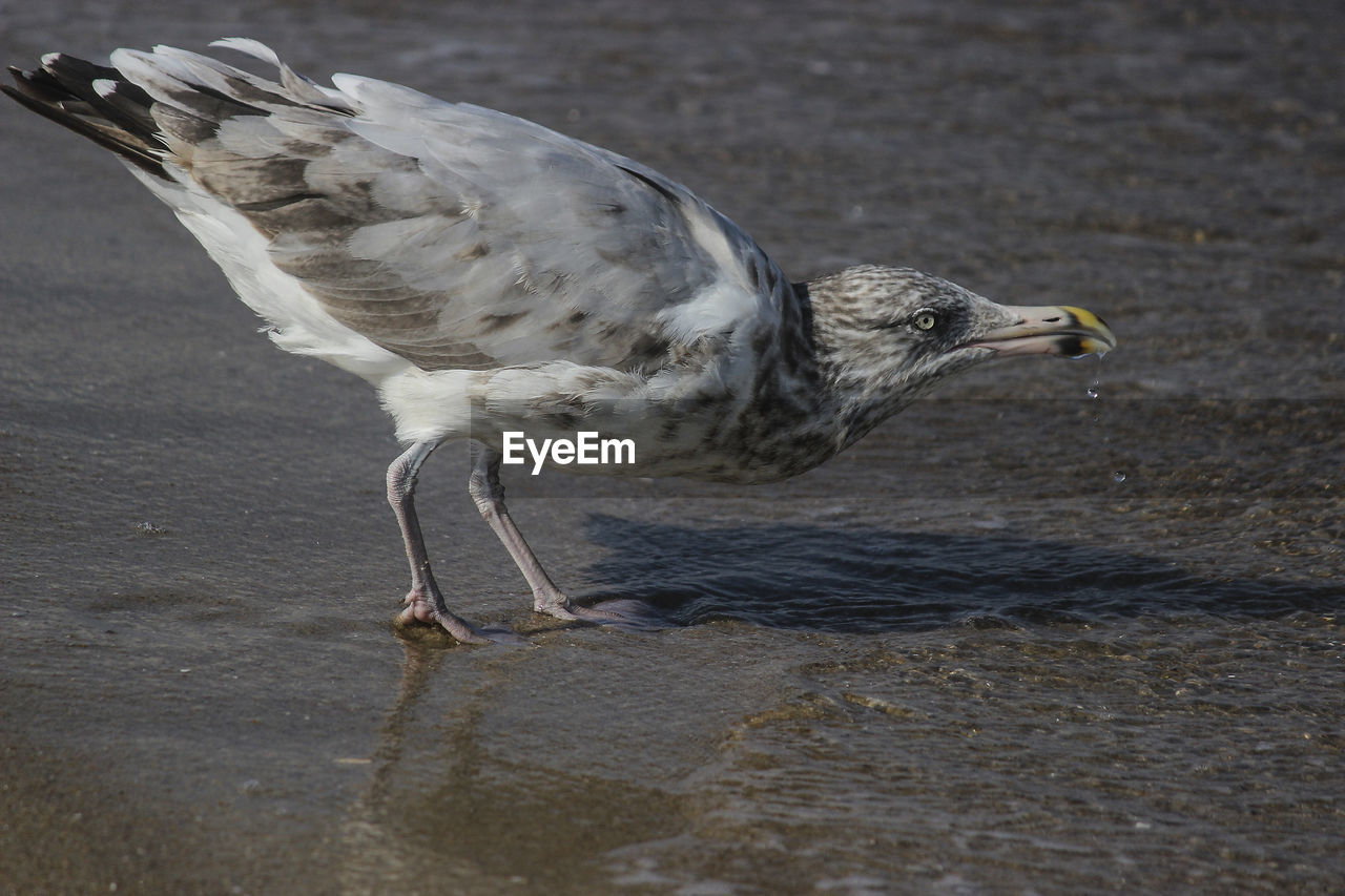 Close-up of seagull perching on a sea