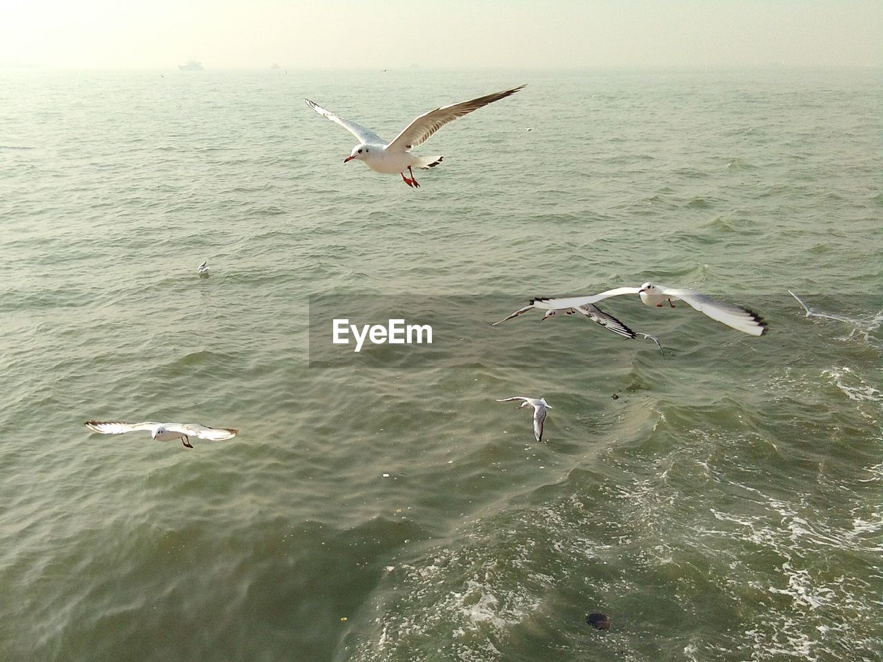 SEAGULLS FLYING ABOVE SEA