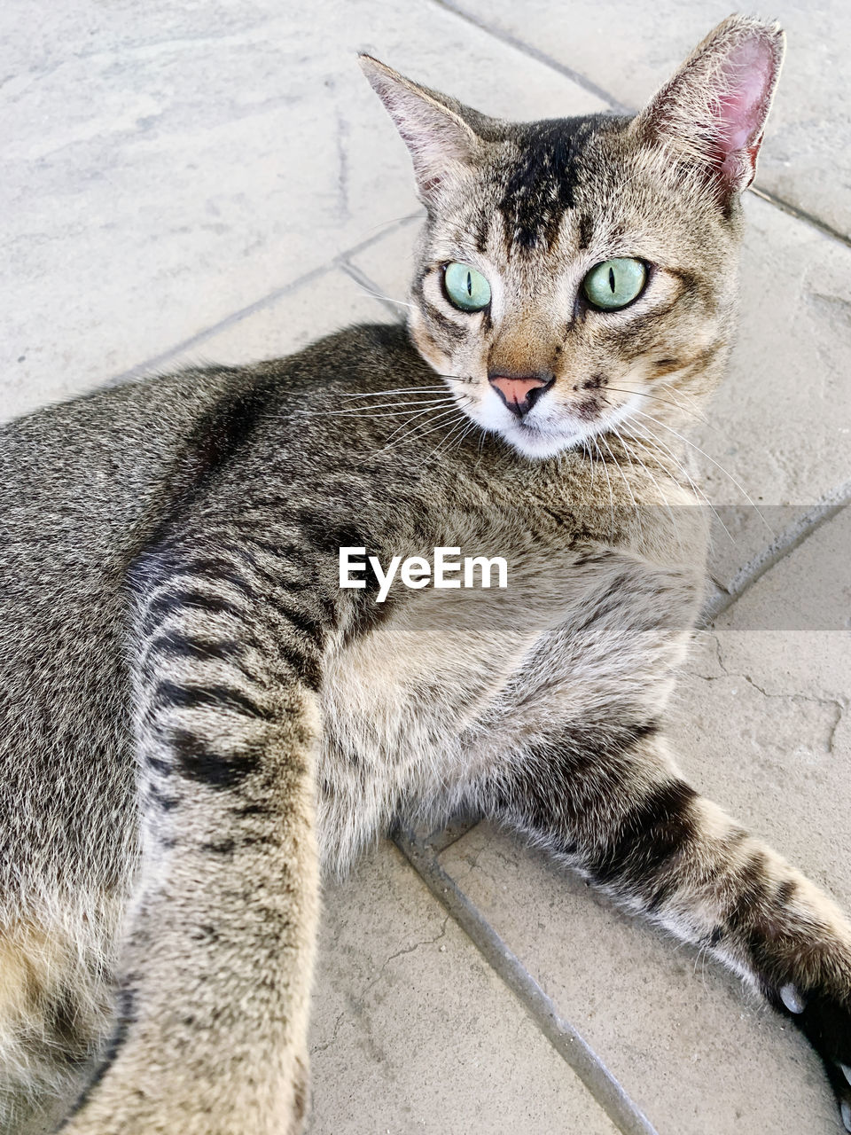 HIGH ANGLE VIEW PORTRAIT OF CAT ON FOOTPATH