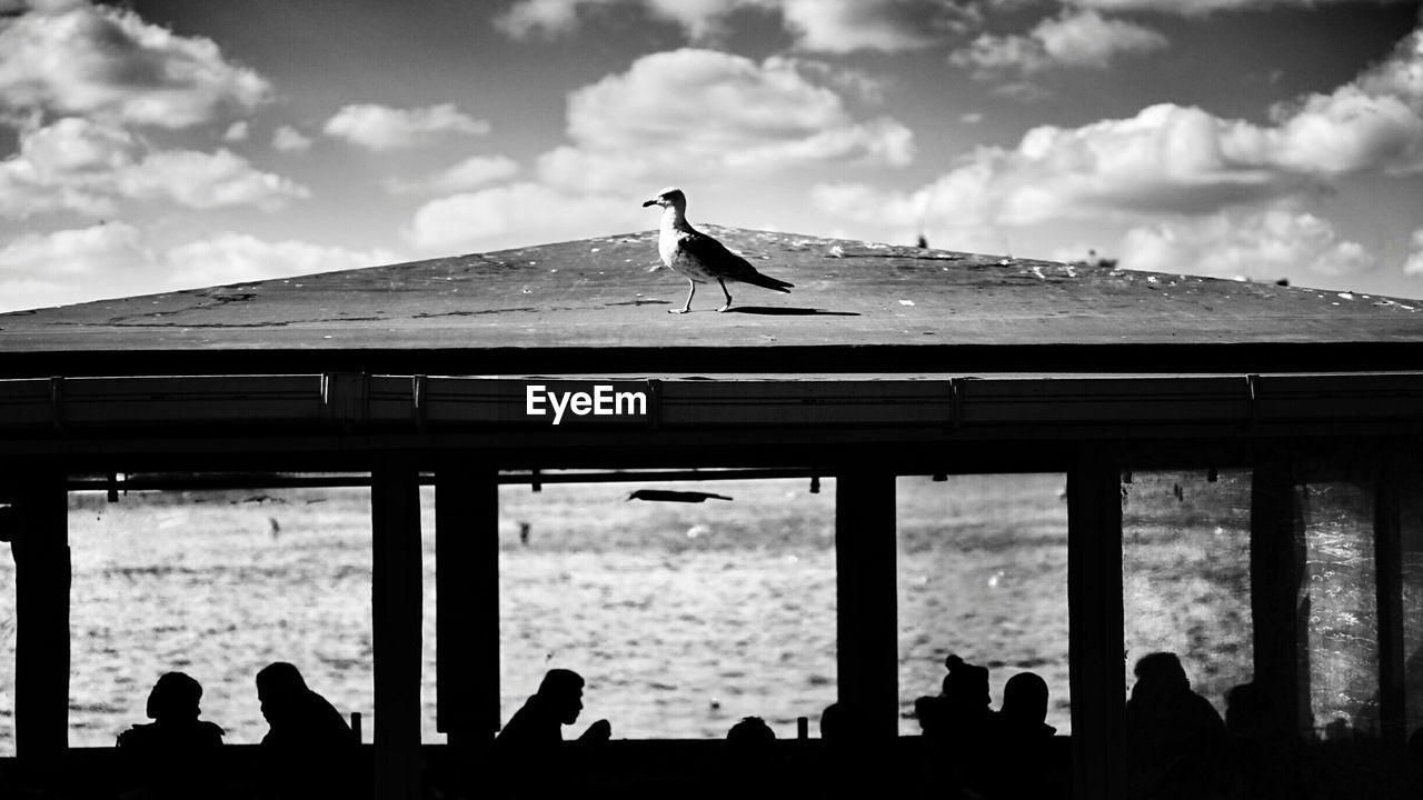 View of bird perching on roof