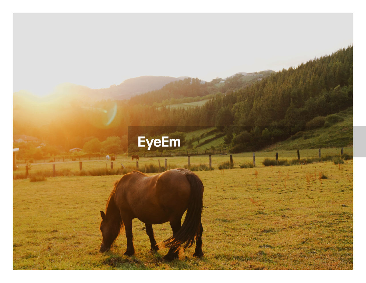 Horse eating grass in a sunset. golden hour mountain sunset 