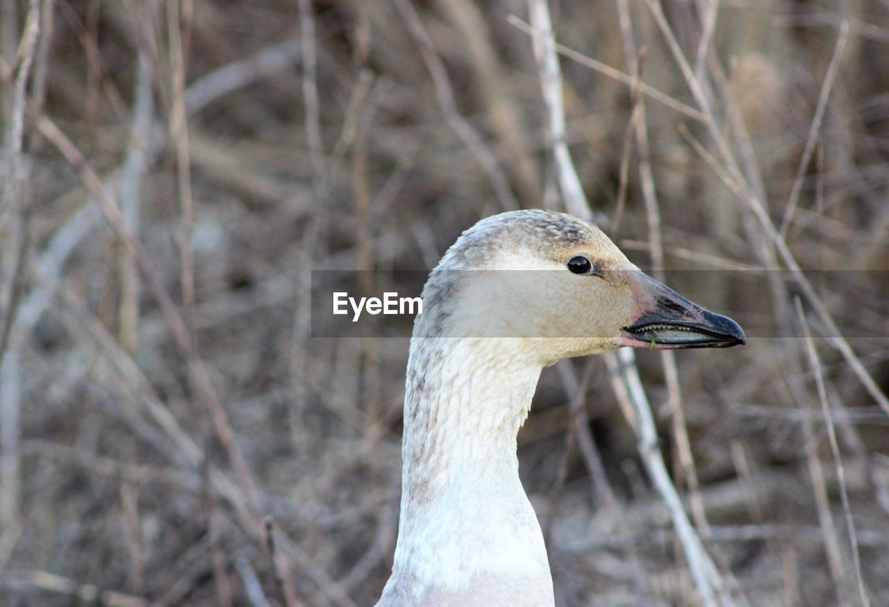 Close-up of duck