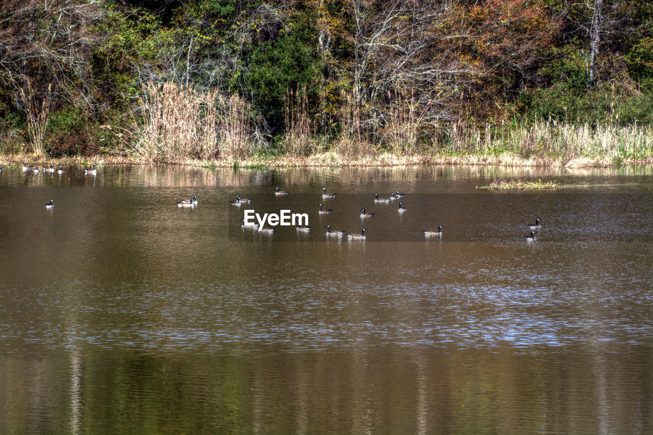 BIRDS SWIMMING IN LAKE