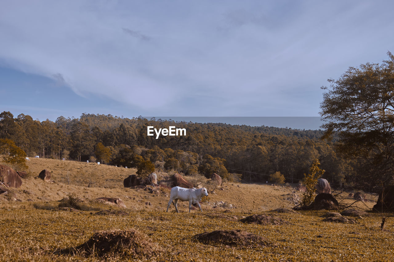 VIEW OF SHEEP ON FIELD