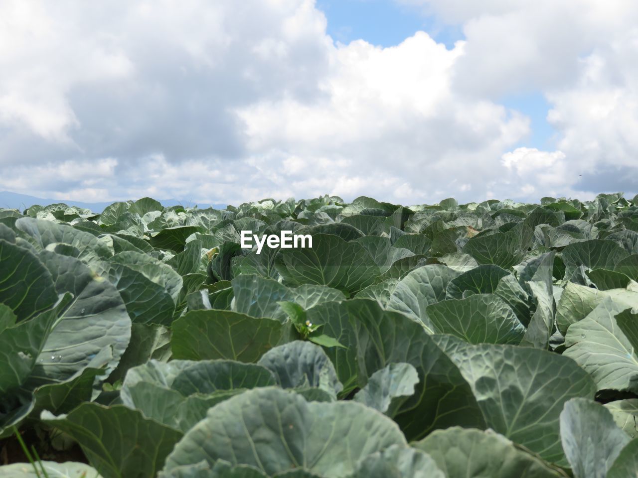 Plants growing against cloudy sky