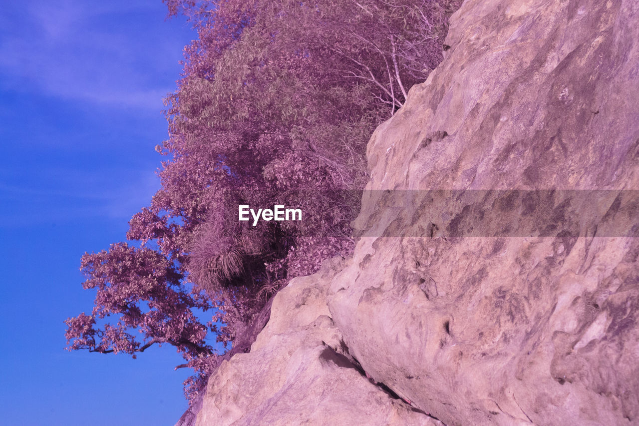LOW ANGLE VIEW OF PINK FLOWERING PLANT AGAINST ROCK FORMATION