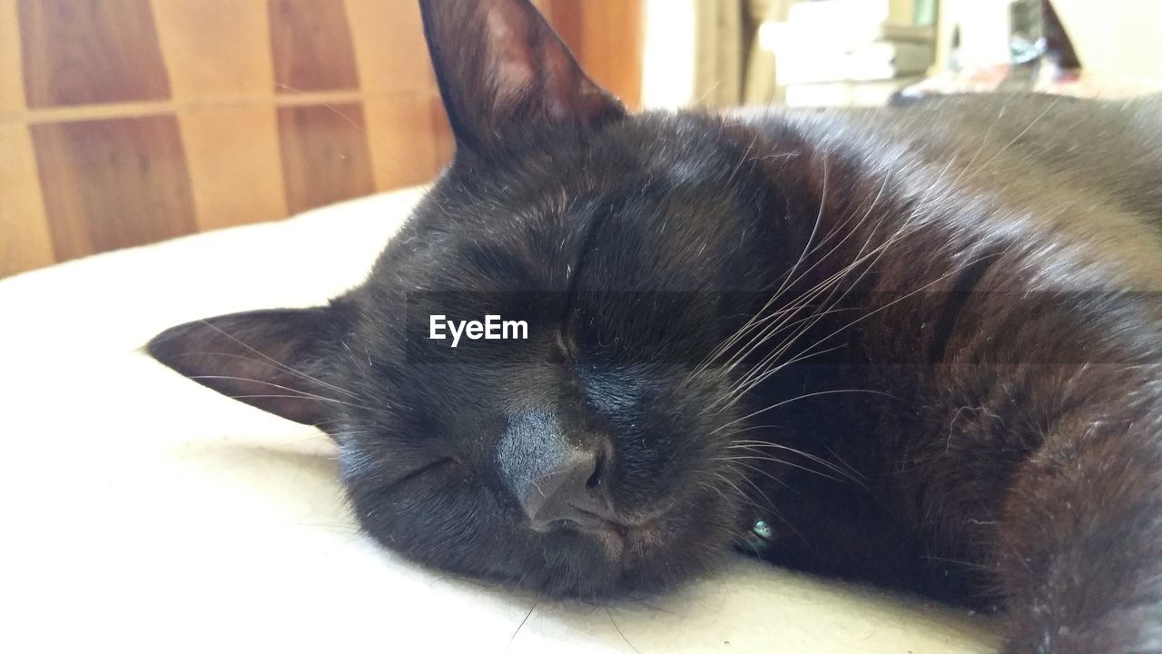 CLOSE-UP OF CAT SLEEPING ON BED