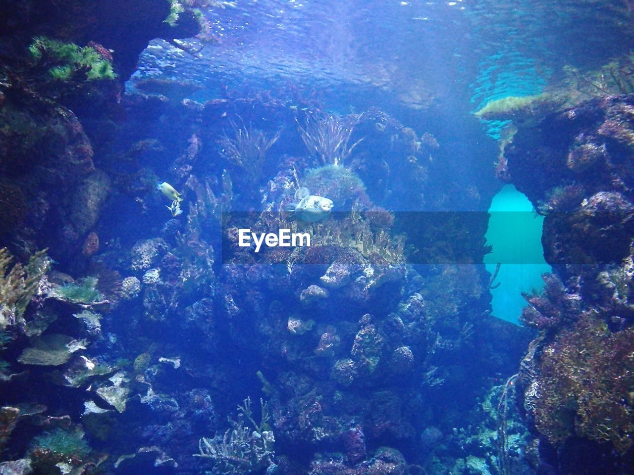 UNDERWATER VIEW OF CORAL SWIMMING