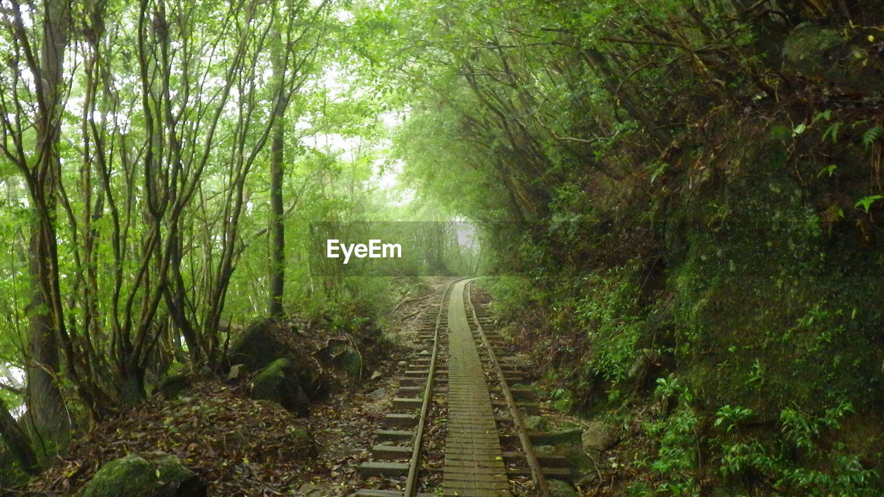 RAILROAD TRACK IN FOREST