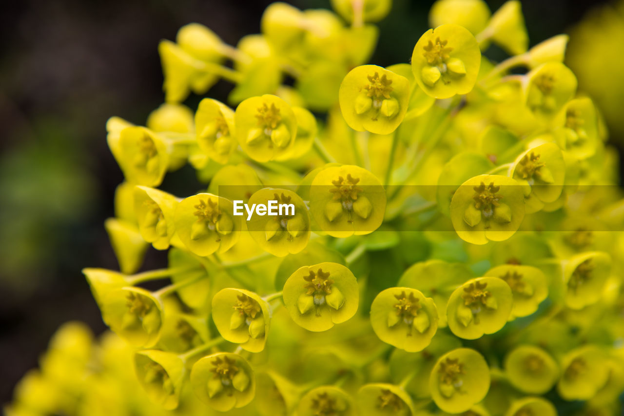 Close-up of yellow flowering plants on field