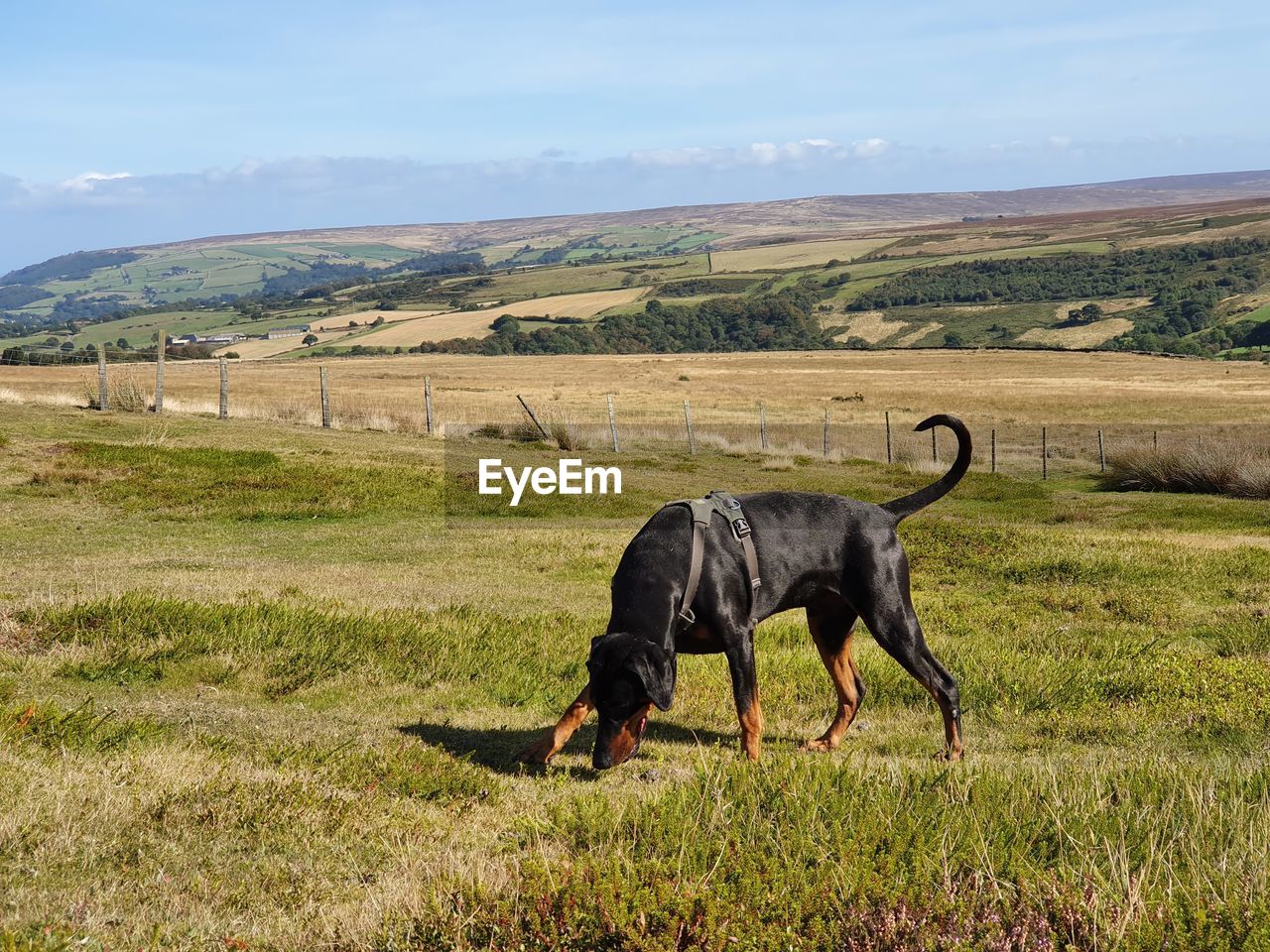 HORSE GRAZING IN THE FIELD