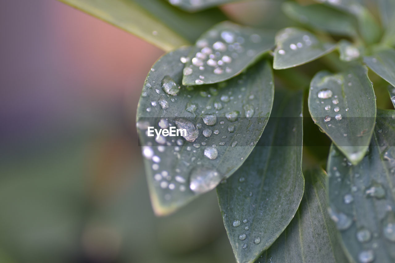 CLOSE-UP OF WET PLANT LEAVES