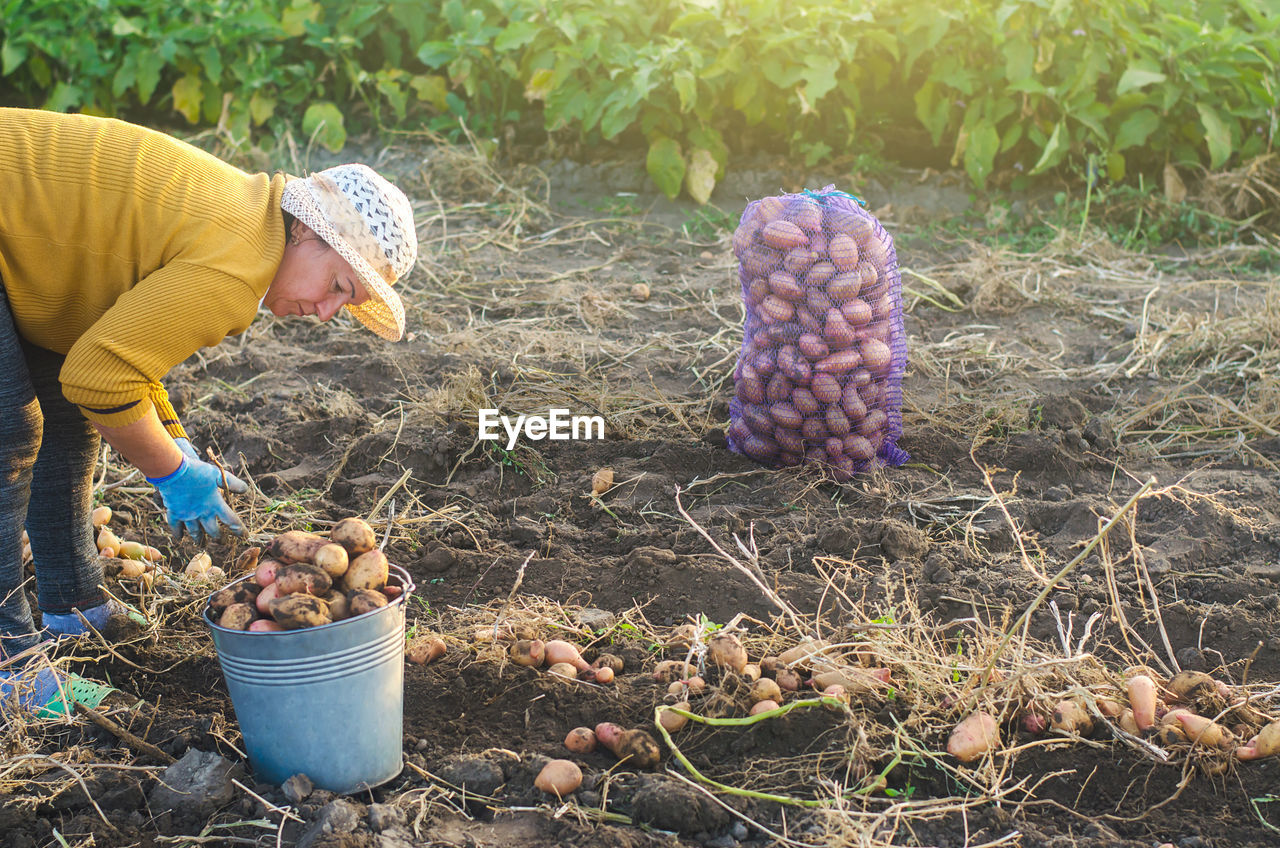 A farmer woman collects dug up potatoes in a bucket. harvesting on farm plantation. farming