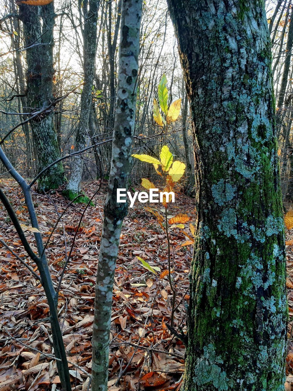 VIEW OF TREE TRUNK