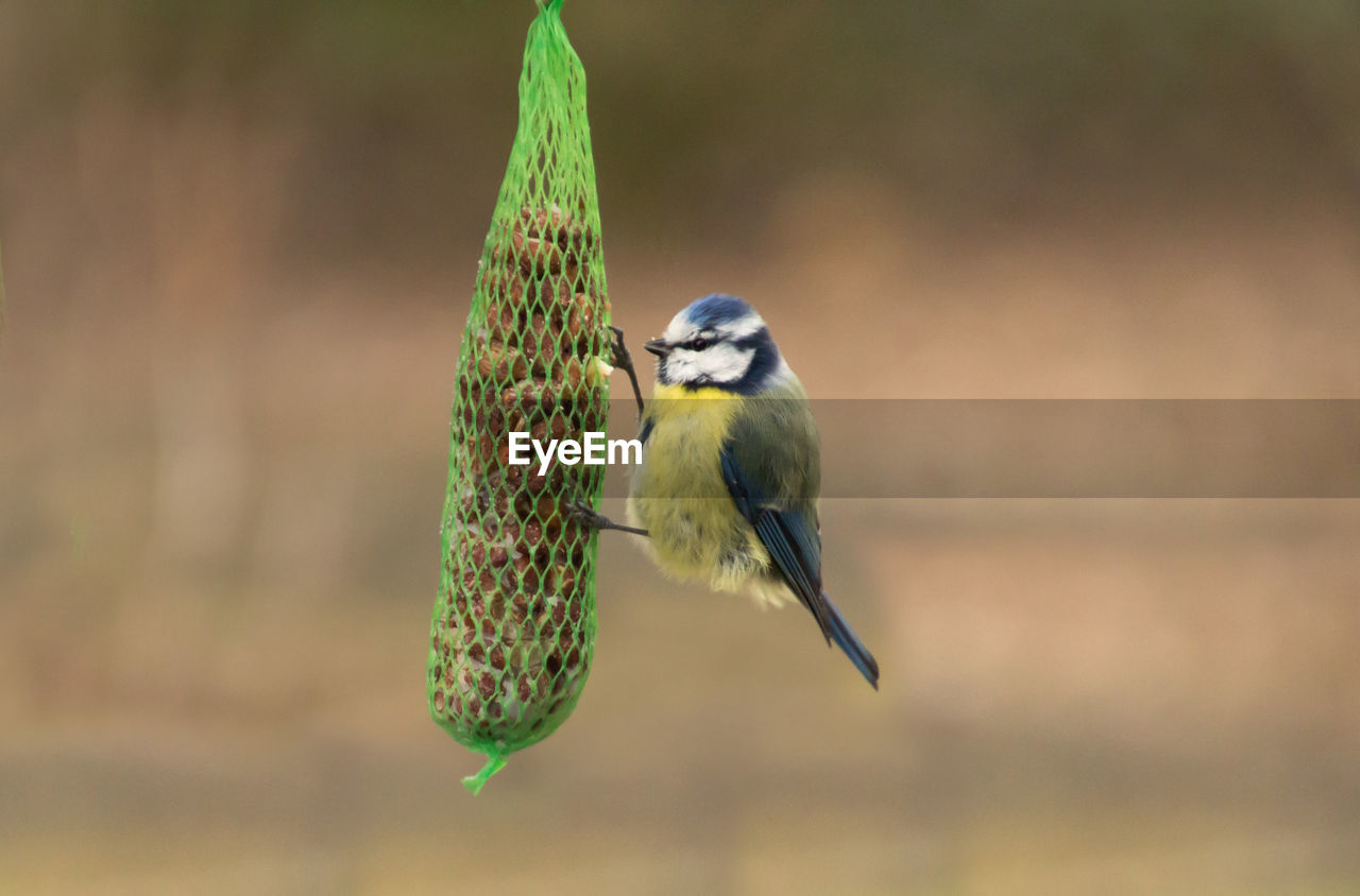 Close-up of bird perching on feeder