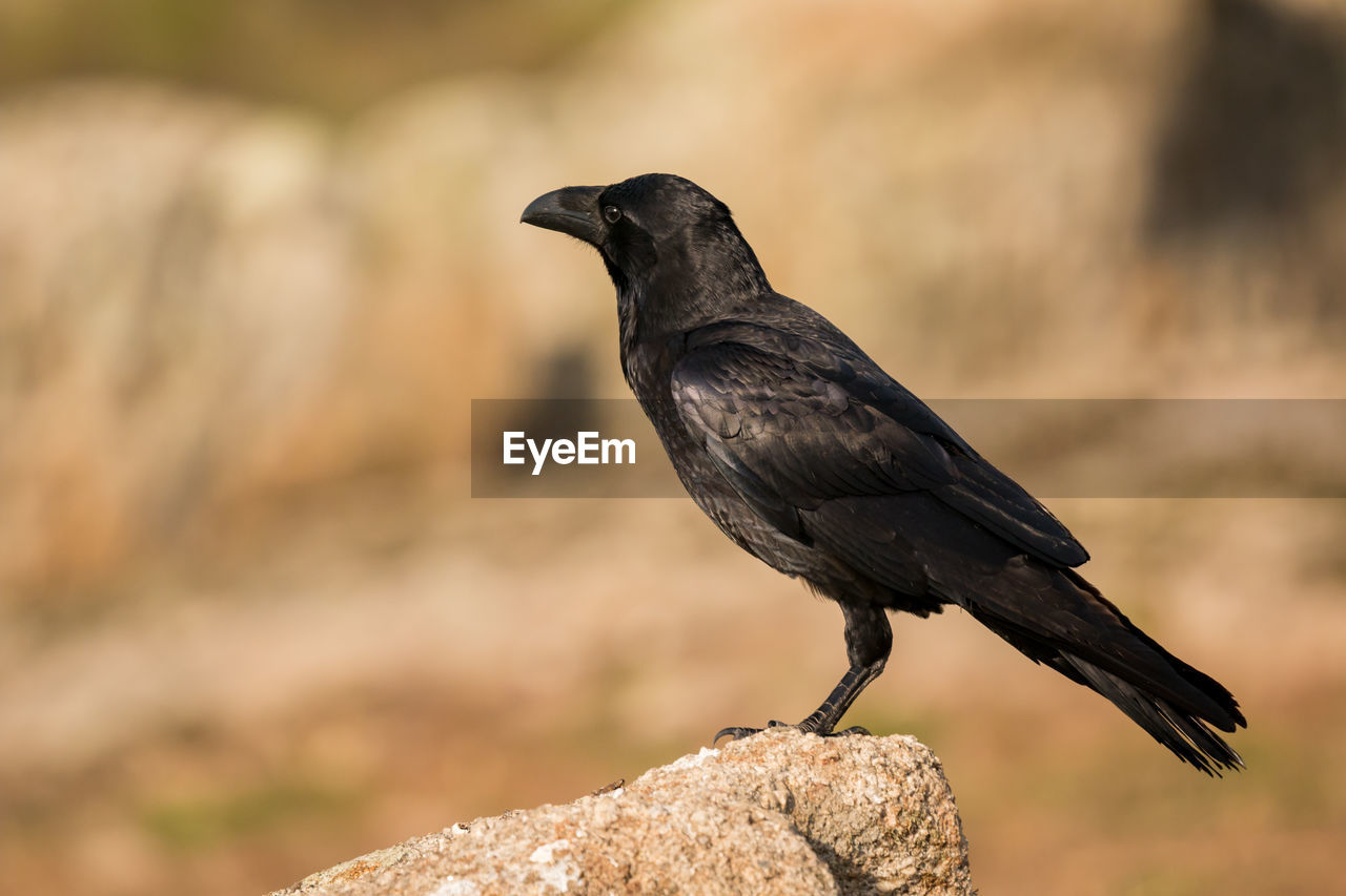 CLOSE-UP OF SPARROW PERCHING ON ROCK