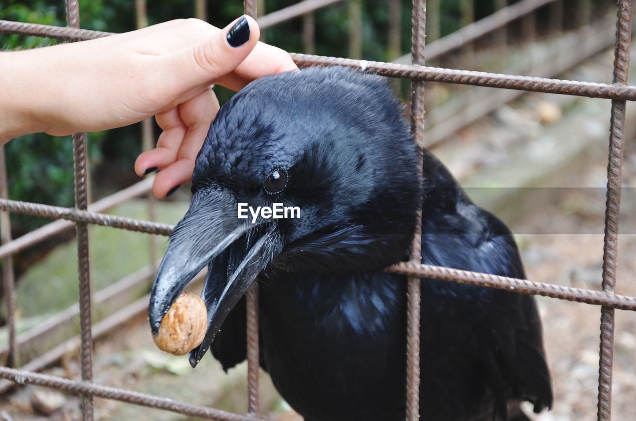 Close-up of hand touching bird