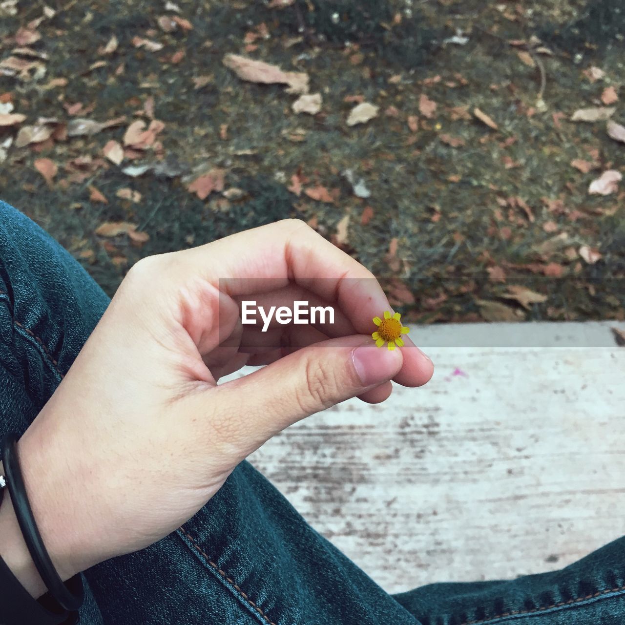 Close-up of cropped hand holding flower