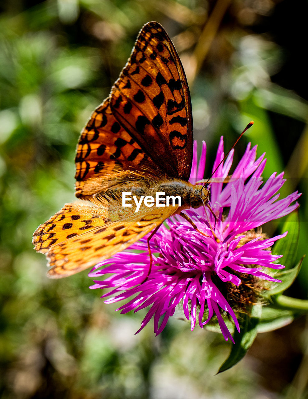 CLOSE-UP OF BUTTERFLY ON FLOWER