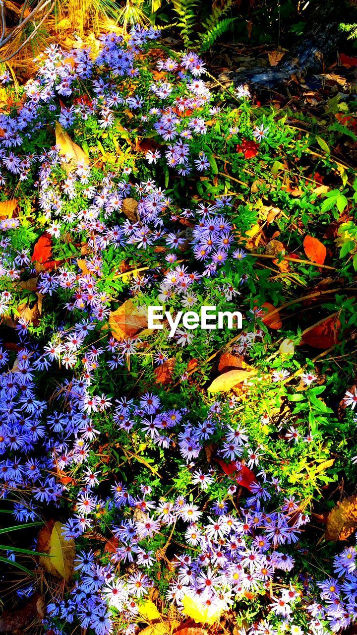 High angle view of purple flowers blooming outdoors