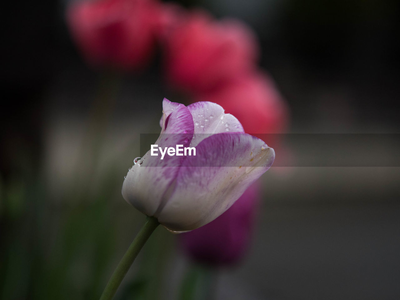 Close-up of pink rose