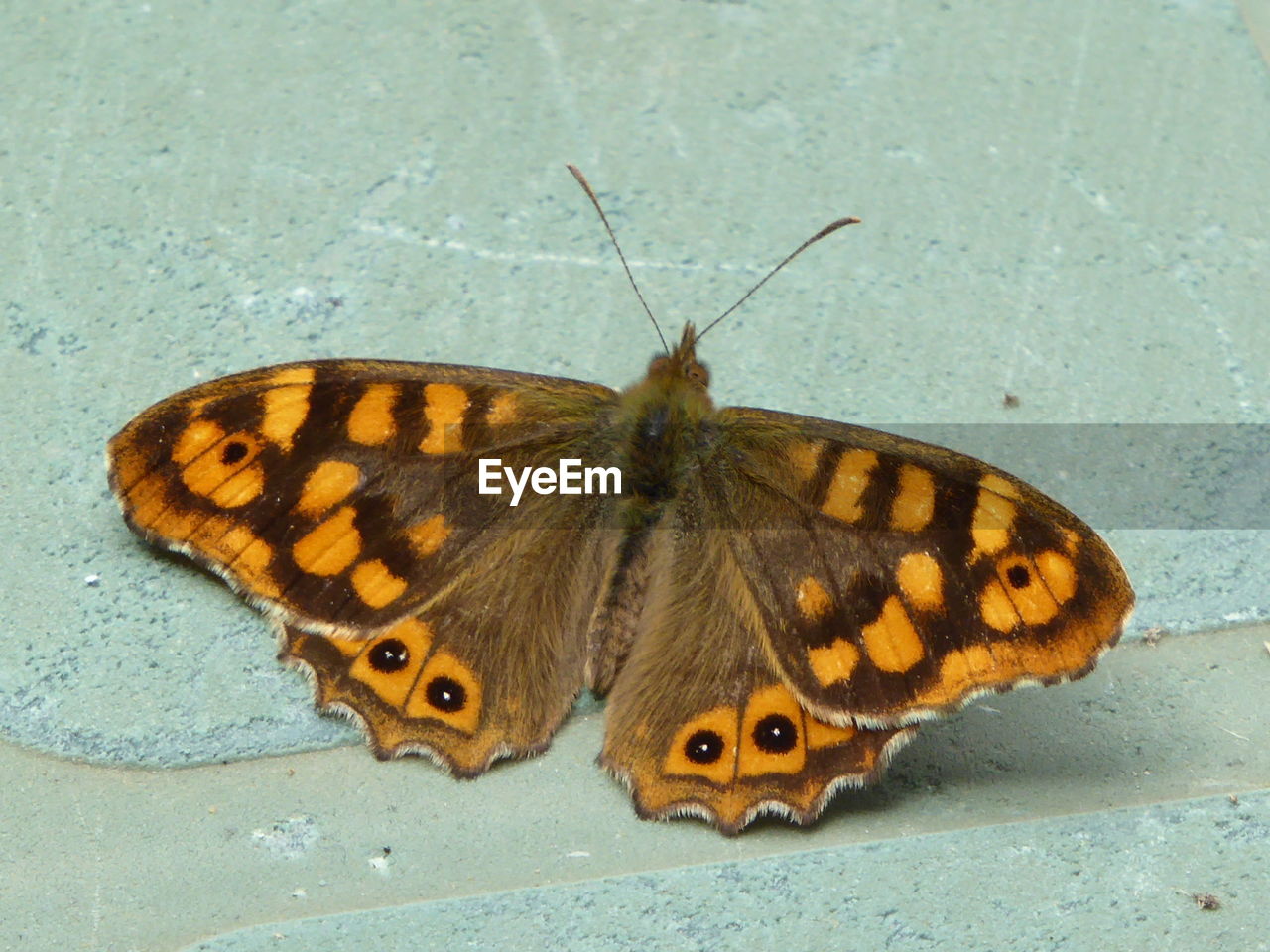 CLOSE-UP OF BUTTERFLY PERCHING ON WALL