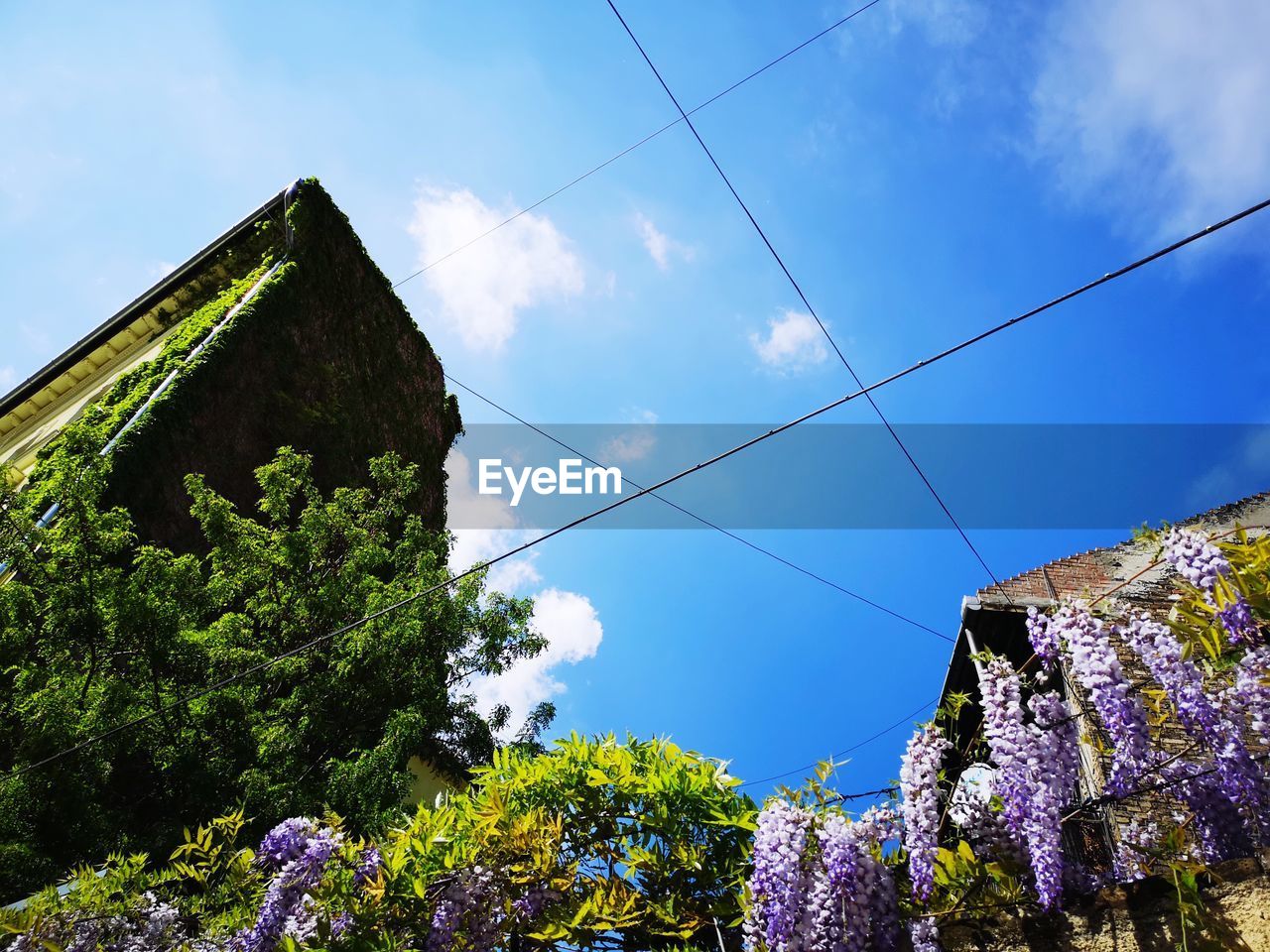 LOW ANGLE VIEW OF TREES AND BUILDING AGAINST SKY