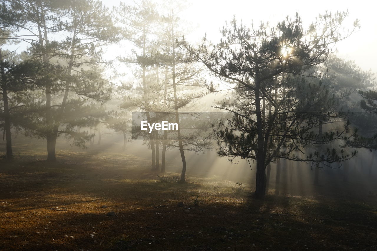 Trees in forest during foggy weather