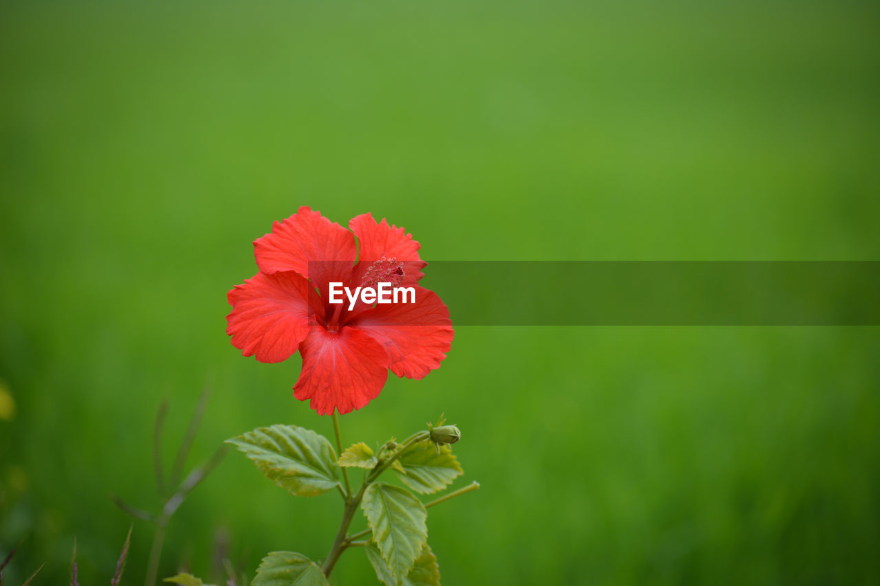 CLOSE-UP OF RED HIBISCUS AGAINST BLURRED BACKGROUND