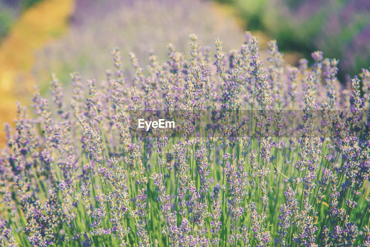 CLOSE-UP OF PURPLE FLOWERING PLANT