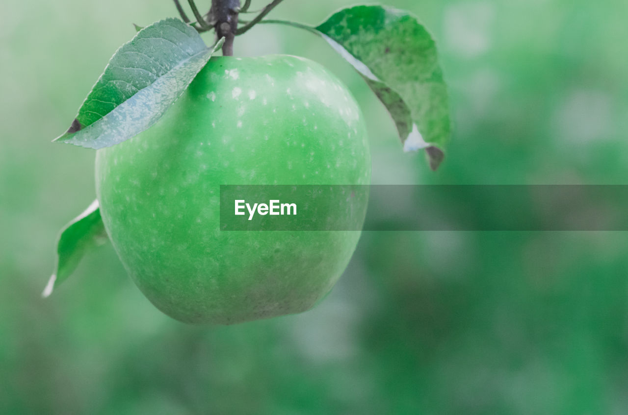 Close-up of fruits hanging on tree