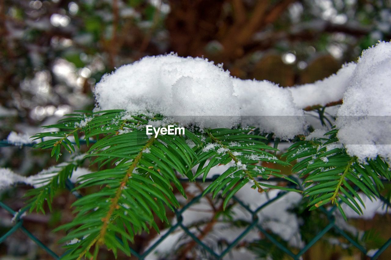 CLOSE-UP OF FROZEN PLANTS