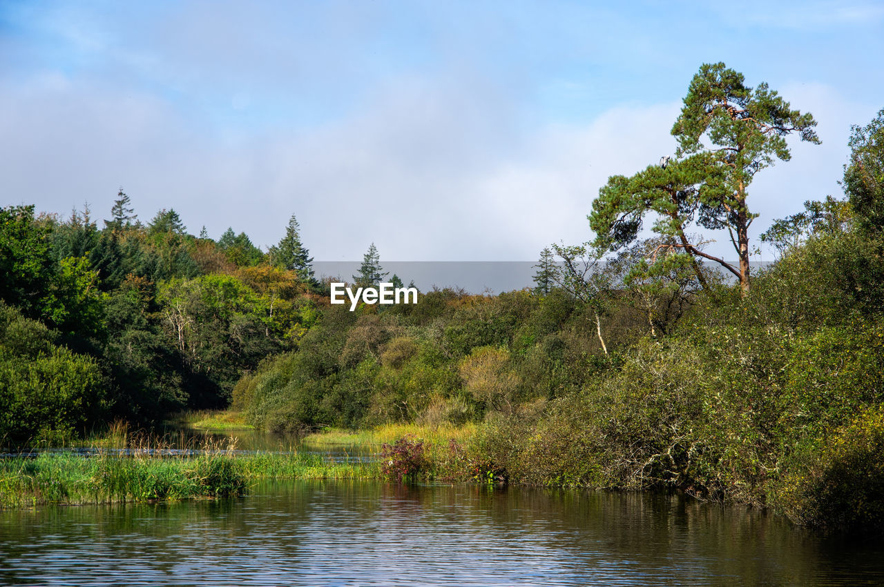 SCENIC VIEW OF LAKE IN FOREST