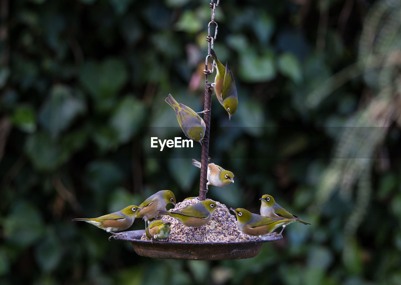 Birds on feeder