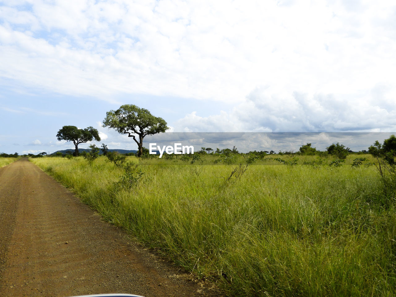 Trees on field against sky