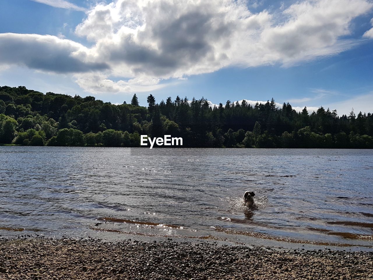 SWANS SWIMMING ON LAKE AGAINST SKY