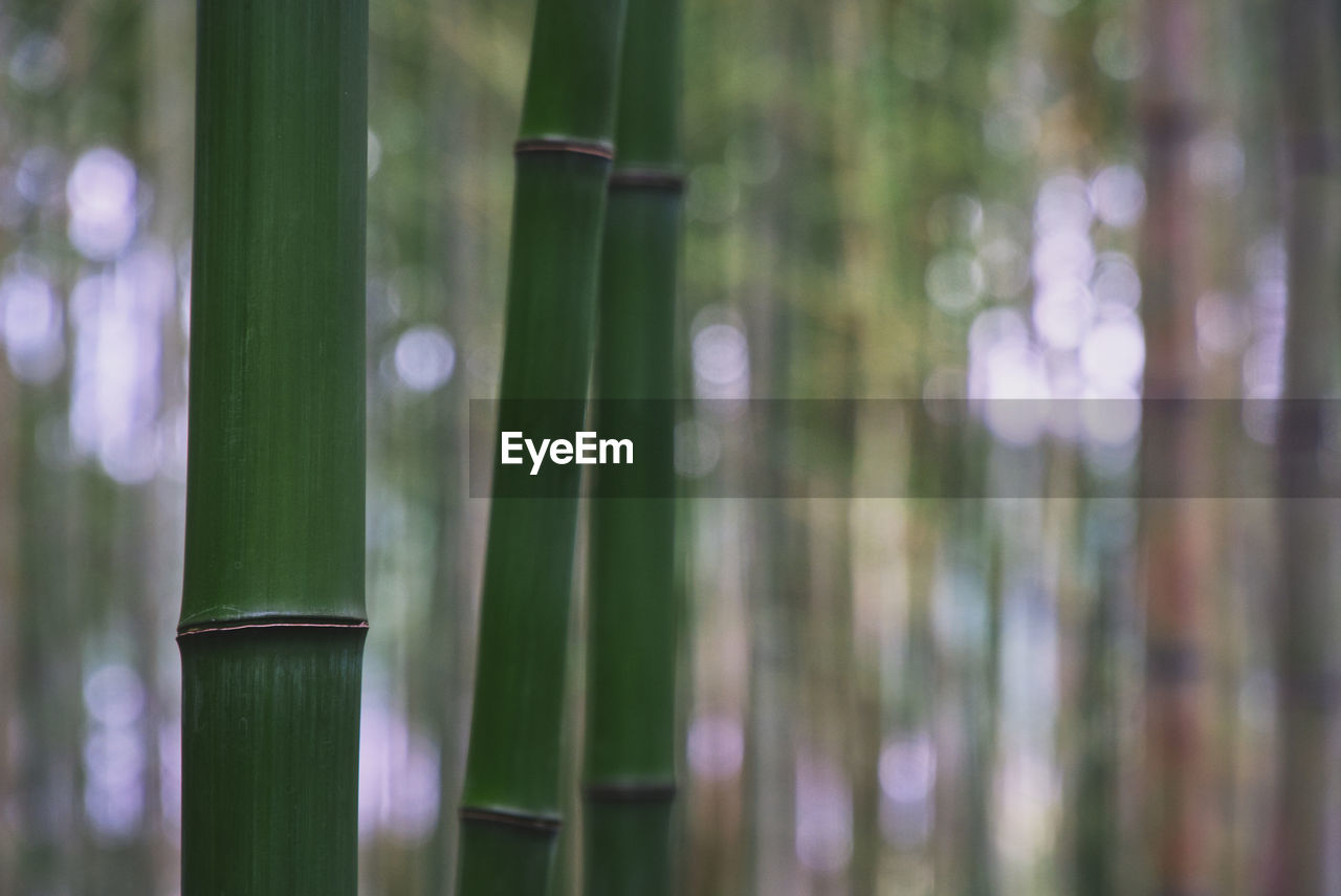 CLOSE-UP OF BAMBOO ON PLANT AT HOME