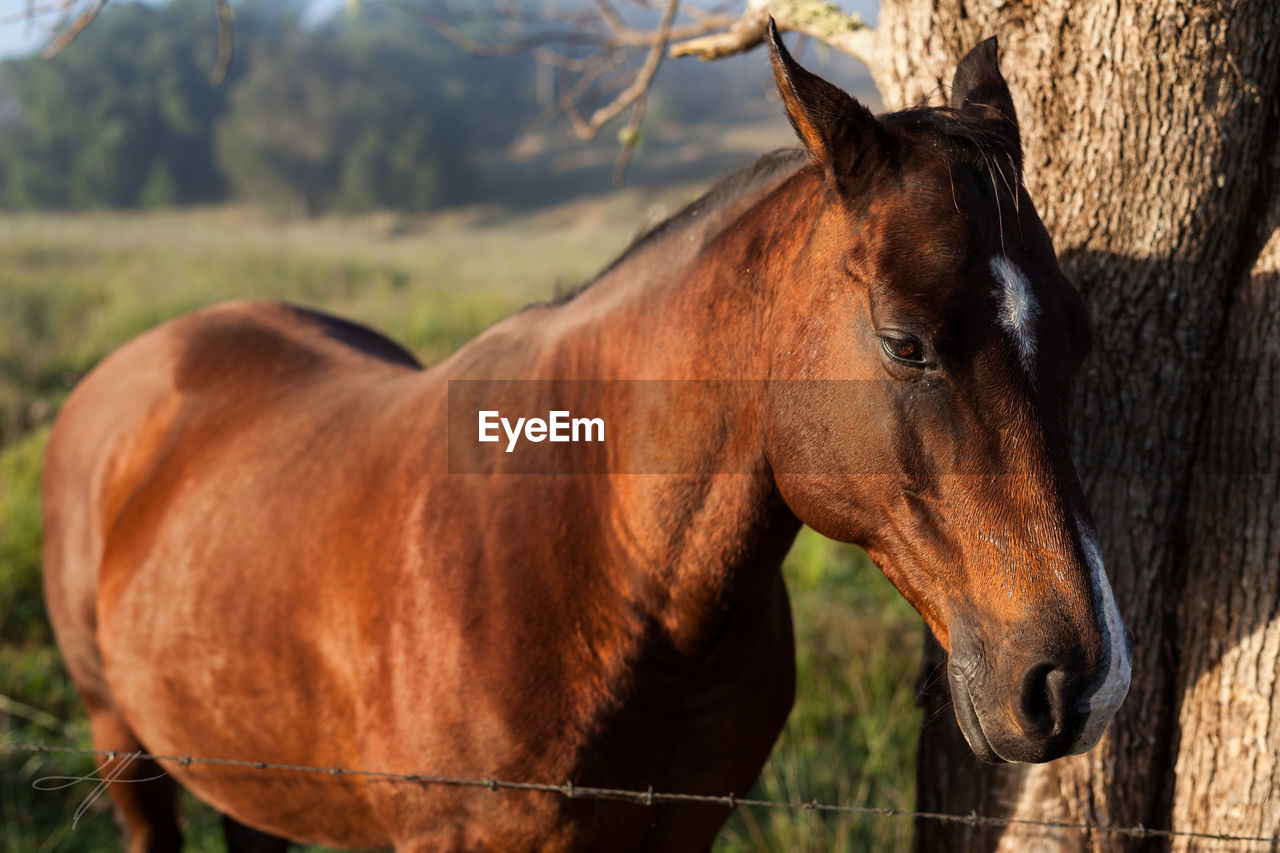 Close-up of brown horse by tree on sunny day