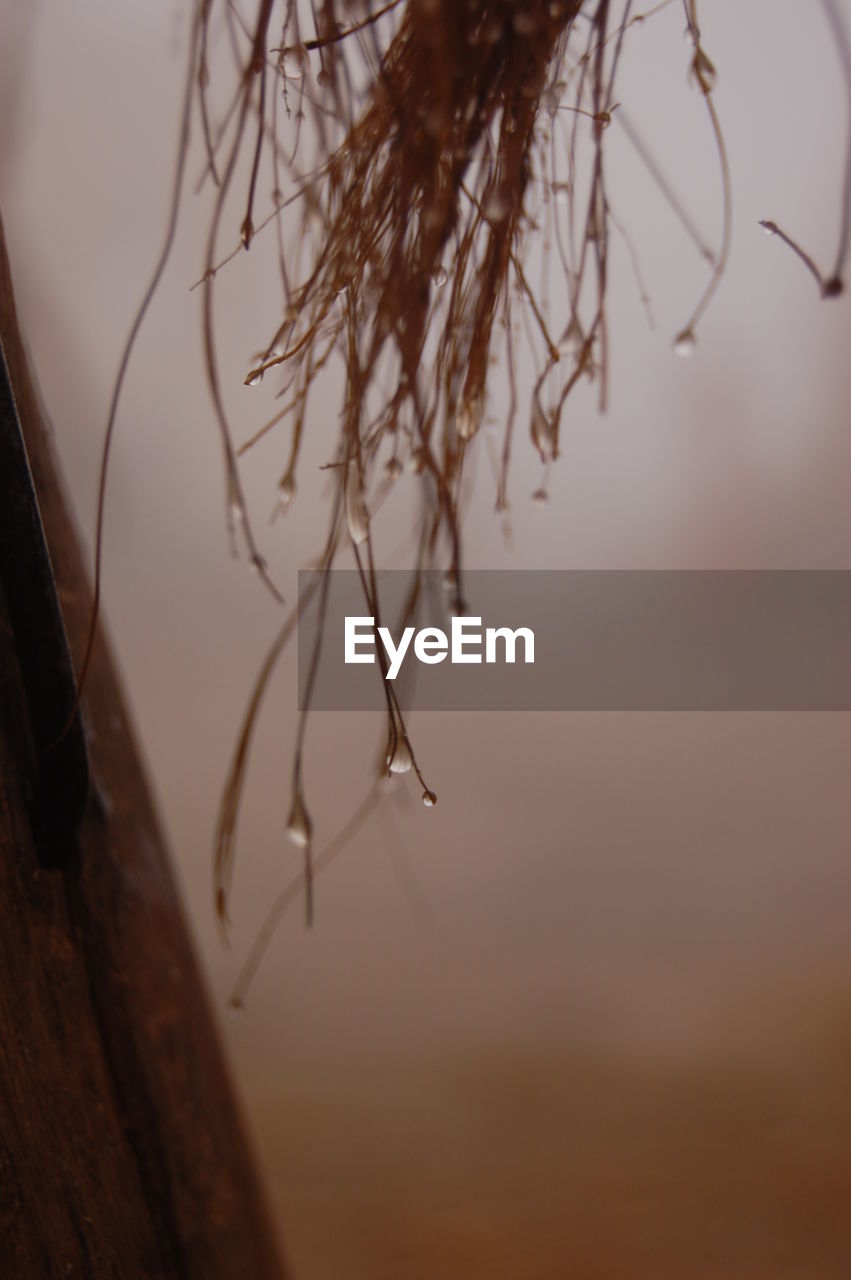 CLOSE-UP OF SPIDER WEB ON BARE TREE