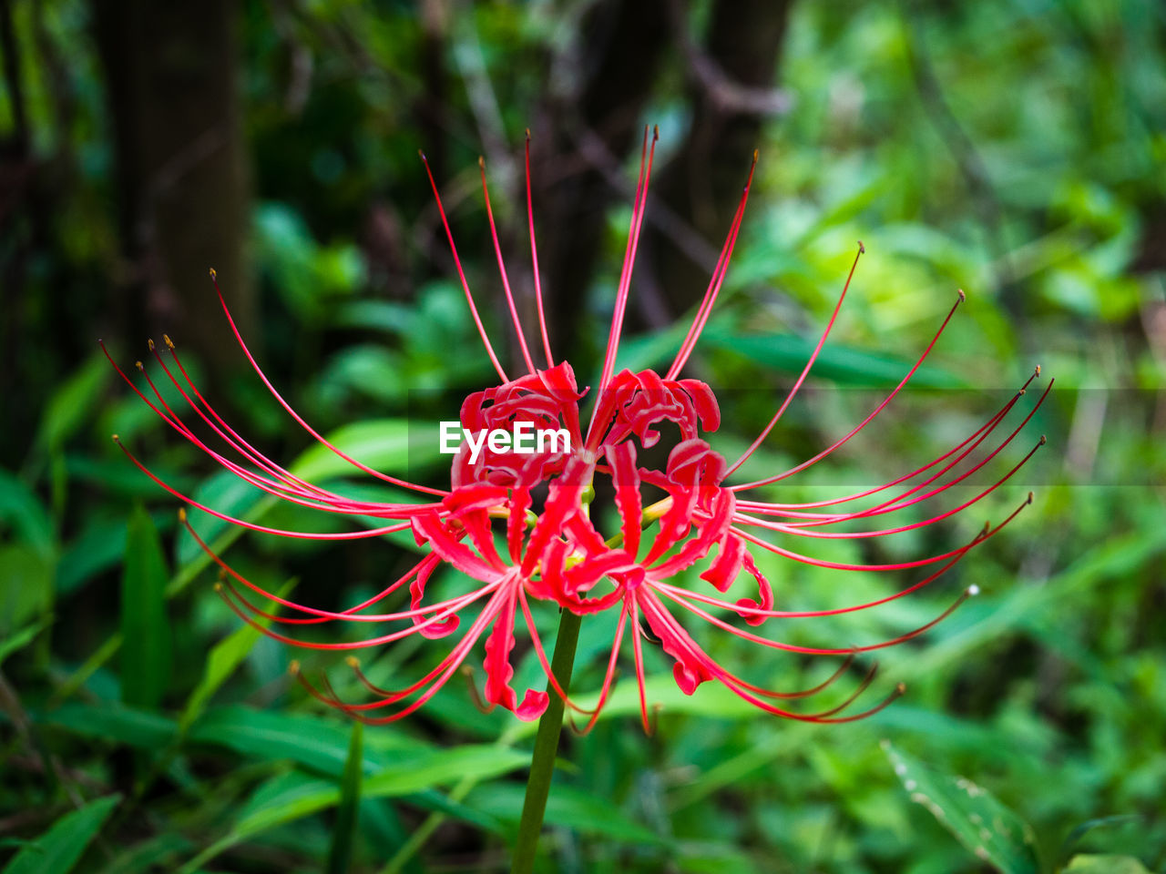 CLOSE-UP OF RED ROSE FLOWER