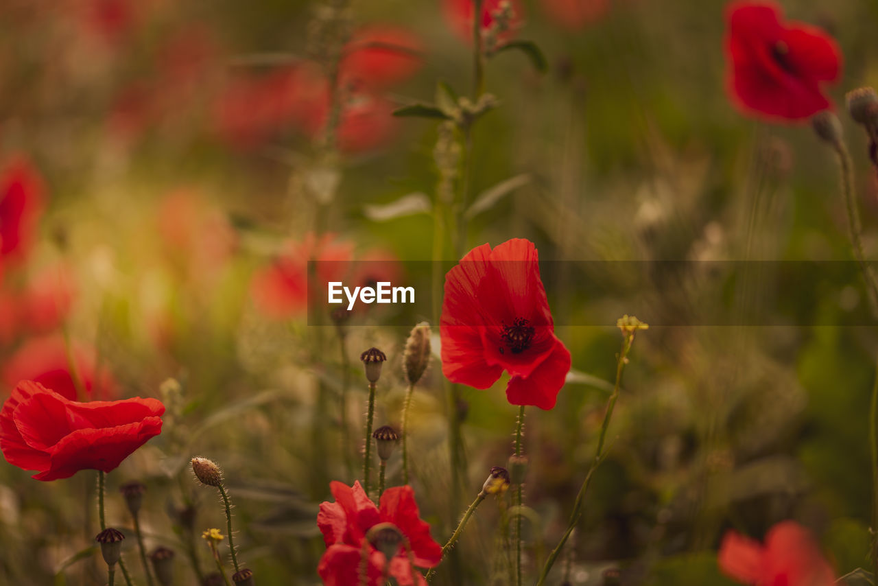 Red poppy field selective focus