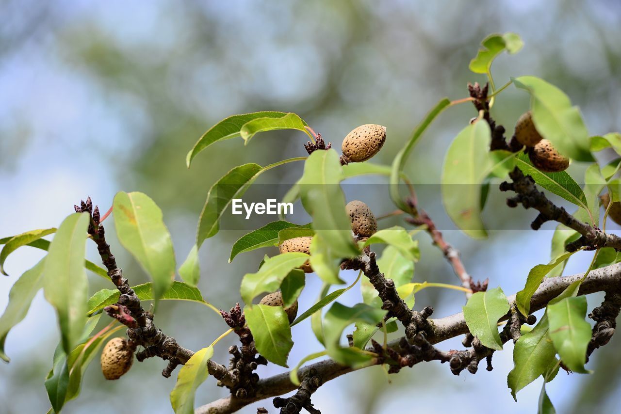 Close-up of almond tree