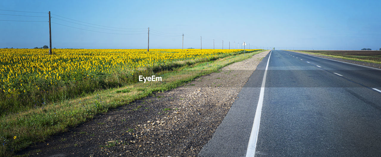 Backgrounds with a leaving road. summer asphalt country road with markings. sunflower  