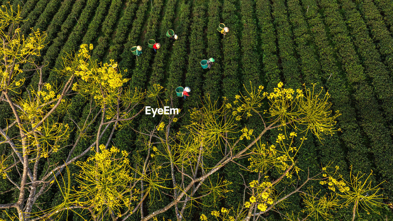 low angle view of trees