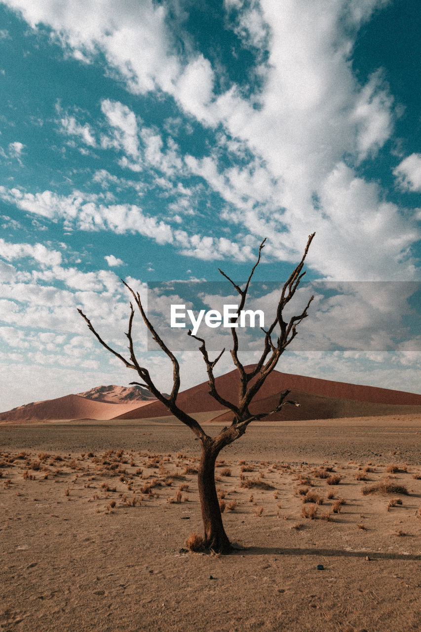 Skeleton trees in the namibian desert in africa