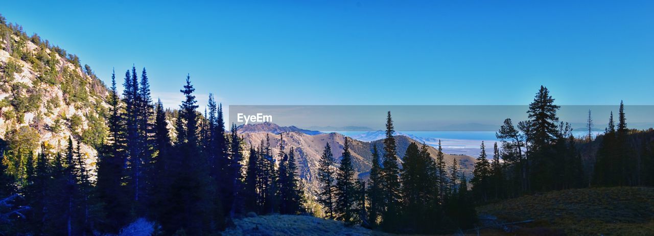 plant, tree, sky, pine tree, mountain, scenics - nature, coniferous tree, beauty in nature, pinaceae, nature, wilderness, landscape, pine woodland, land, mountain range, environment, forest, tranquility, blue, tranquil scene, winter, snow, non-urban scene, cold temperature, no people, woodland, ridge, clear sky, panoramic, growth, sunlight, outdoors, idyllic, day, travel destinations, travel, remote, morning, cloud