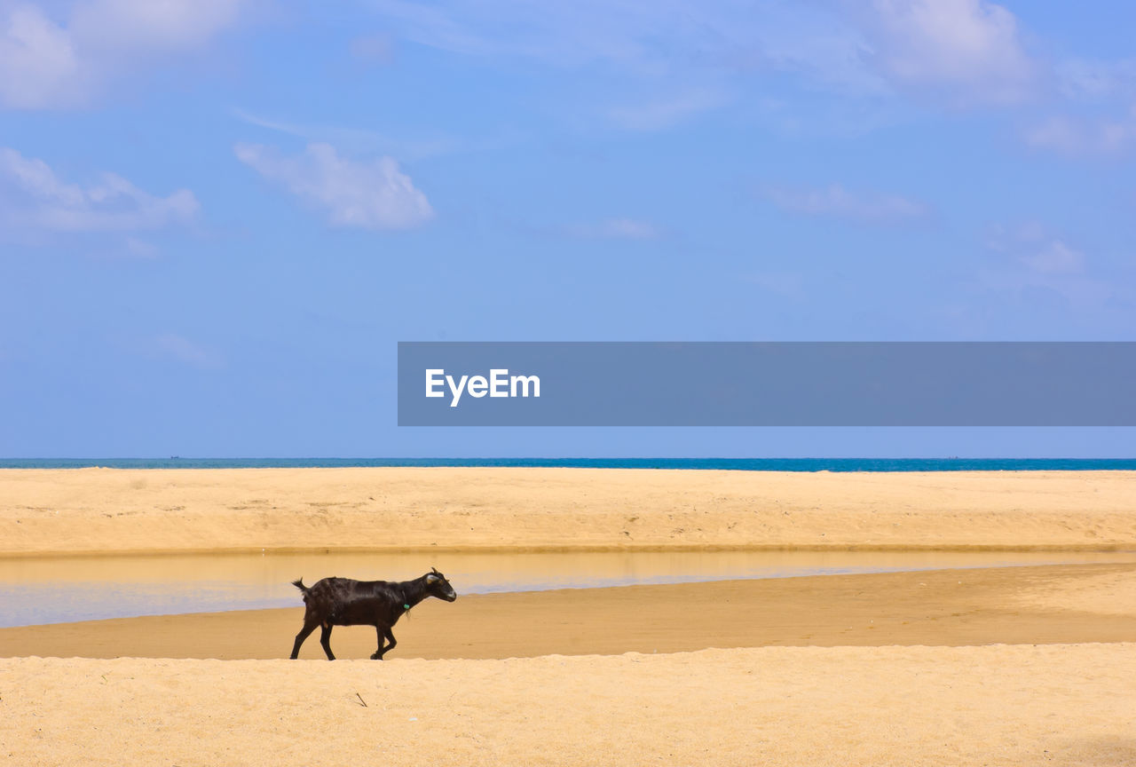 HORSE STANDING IN THE BEACH